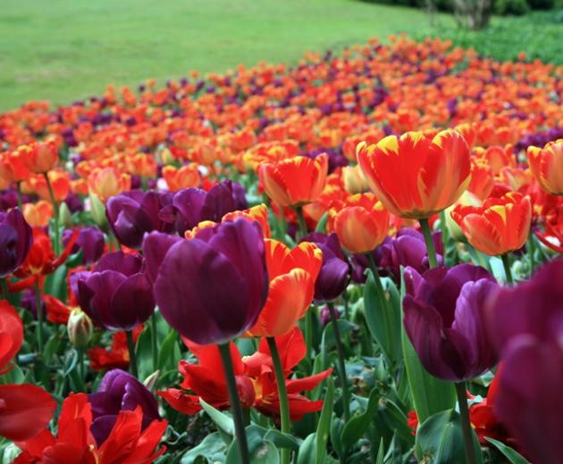 TULIPANOMANIA